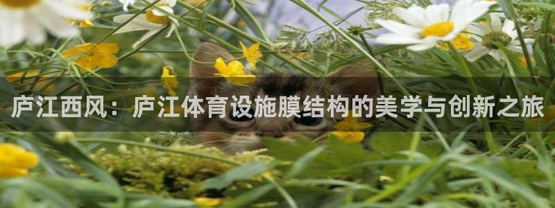 意昂体育4招商：庐江西风：庐江体育设施膜结构的美学与